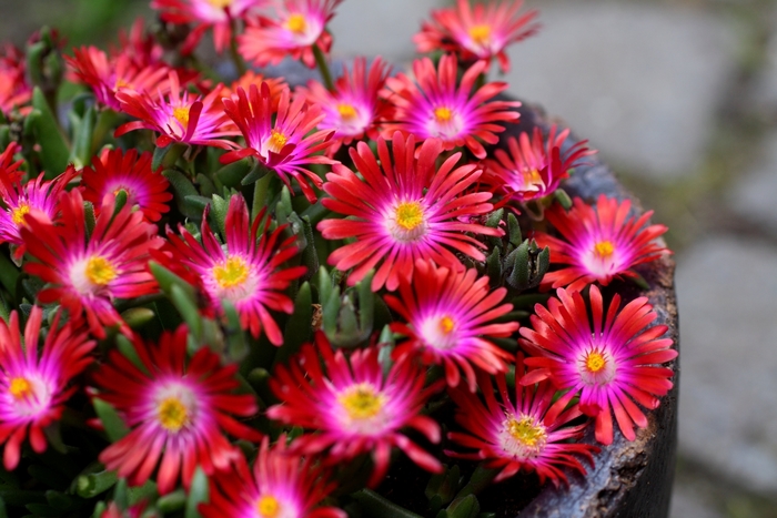 Jewel of Desert Garnet - Delosperma 'Garnet' PP23471 (Ice Plant) from 2Plant International