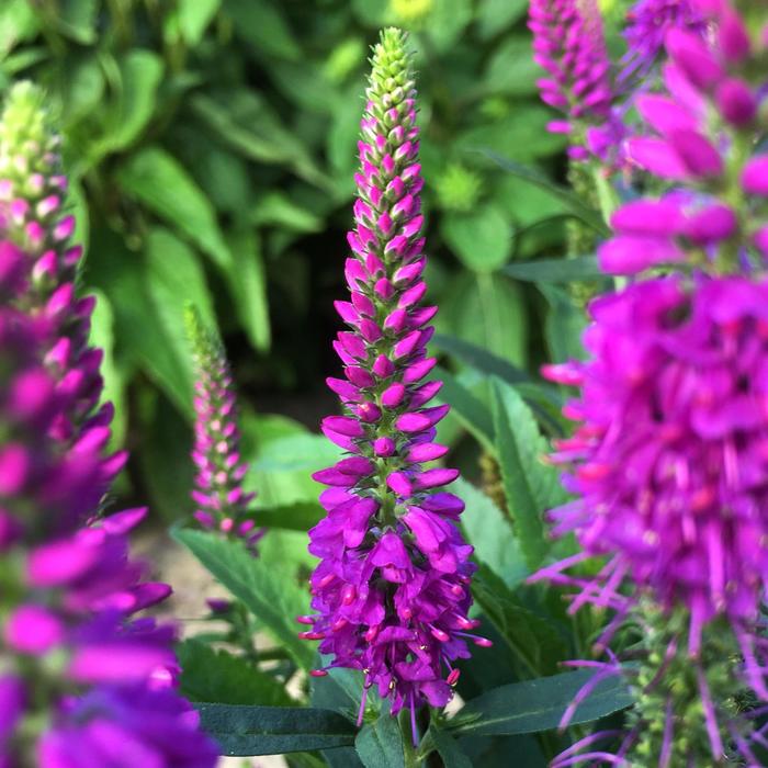 Purplegum Candles Speedwell - Veronica spicata 'Purplegum Candles' Verspi PPAF (Speedwell) from 2Plant International