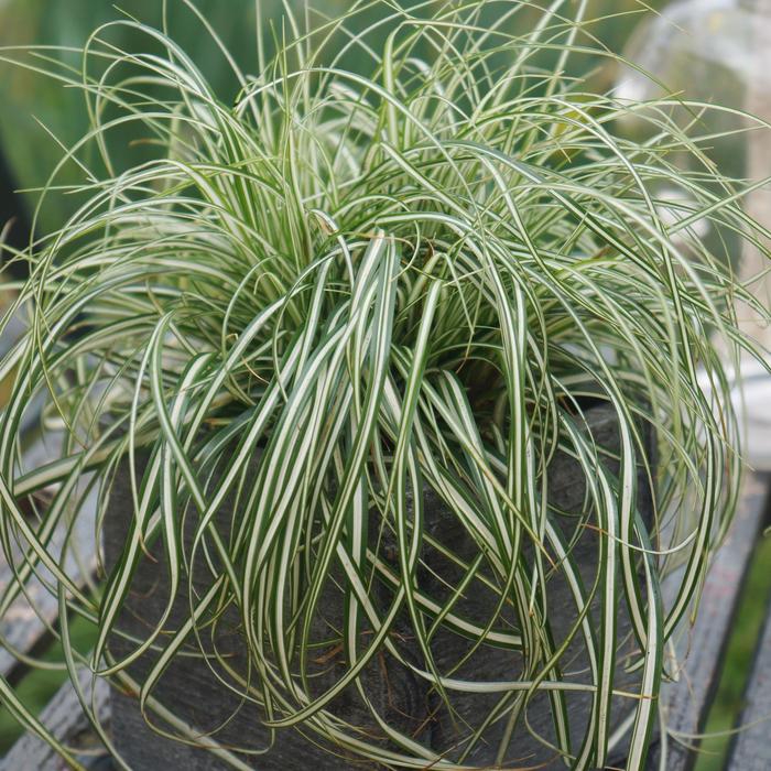 EverColor® Everlite - Carex oshimensis 'Everlite' PP28568 (Sedge) from 2Plant International