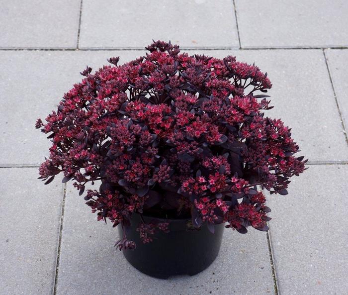 Sunsparkler® Plum Dazzled - Sedum 'Plum Dazzled' PPAF (Stonecrop) from 2Plant International