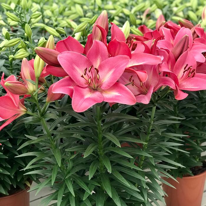 'Summer Sky' L A Hybrid Lily - Lilium from 2Plant International