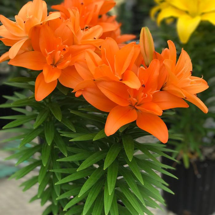 'Tiny Double Dutch' Asiatic Lily - Lilium asiaticum from 2Plant International