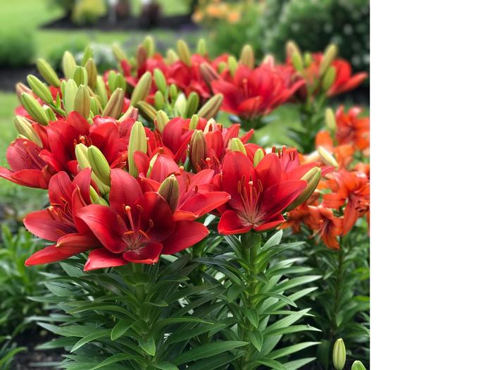 'Summer Scarlet' L A Hybrid Lily - Lilium from 2Plant International