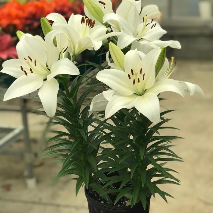'Summer Snow' L A Hybrid Lily - Lilium from 2Plant International