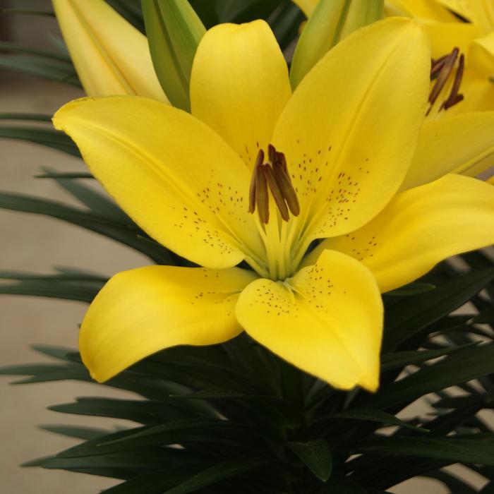 'Summer Sun' L A Hybrid Lily - Lilium from 2Plant International