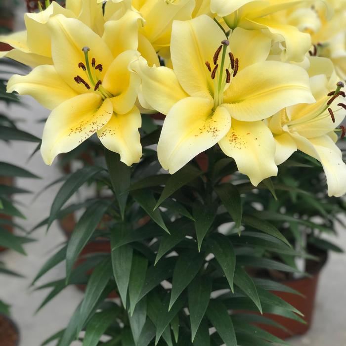 'Sunny Bliss' Oriental Lily - Lilium PPAF from 2Plant International