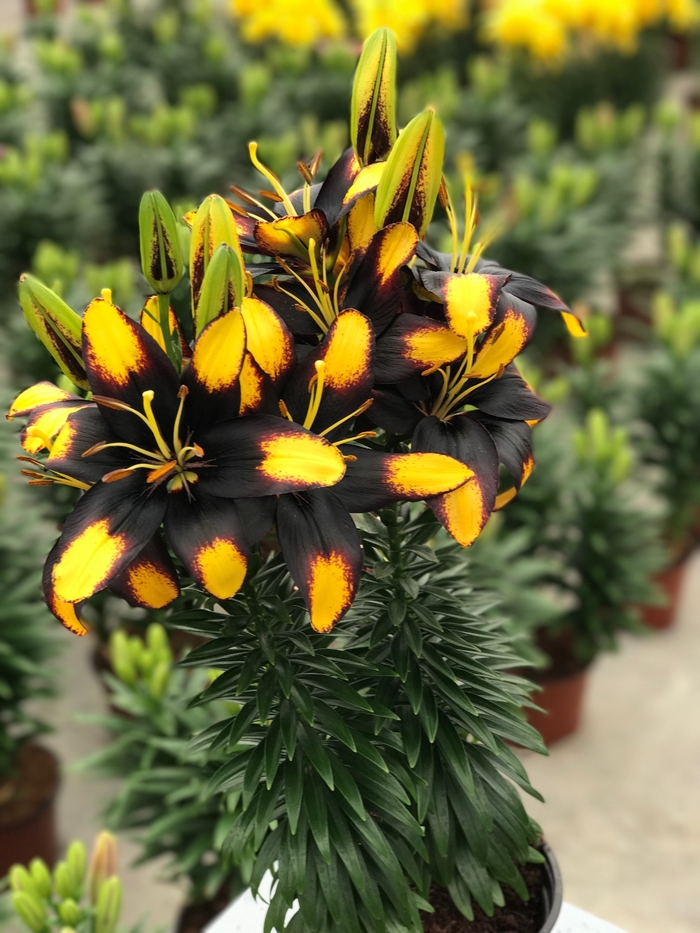 'Tiny Massive' - Lilium asiaticum (Asiatic Lily) from 2Plant International