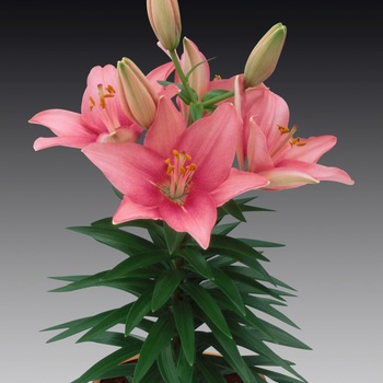 'Tiny Icon' - Lily asiatic 'Tiny Icon' - Lily asiatic
