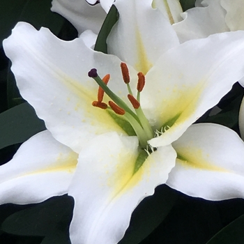 'Sunny Azores' - Lily oriental