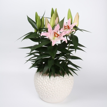 'Sunny Bonaire' - Lily oriental 'Sunny Bonaire' - Lily oriental