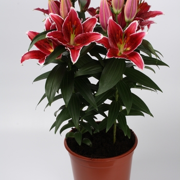 'Sunny Grenada' - Lily oriental 'Sunny Grenada' - Lily oriental