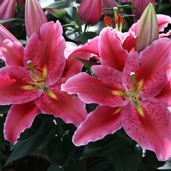 'Sunny Martinique' - Lily oriental