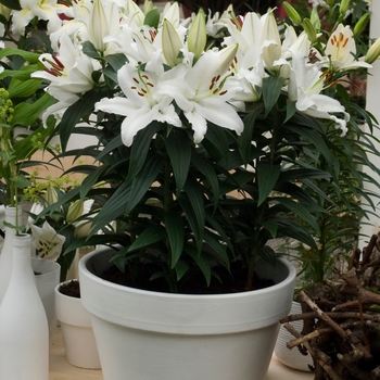 'Sunny Okinawa' - Lily oriental 'Sunny Okinawa' - Lily oriental