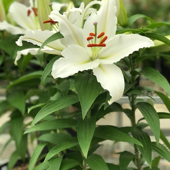 'Sunny Tonga' - Lily oriental 'Sunny Tonga' - Lily oriental