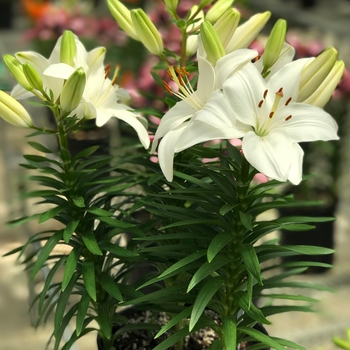 'Tiny Avalanche' - Lily asiatic 'Tiny Avalanche' - Lily asiatic