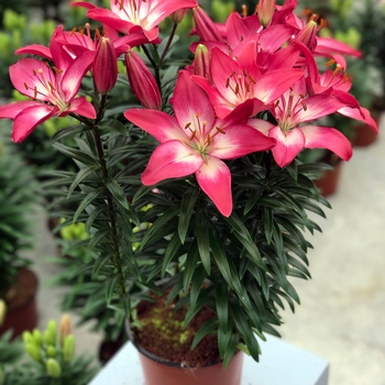 'Tiny Diamond' - Lily asiatic