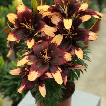 'Tiny Epic' - Lily asiatic 'Tiny Epic' - Lily asiatic
