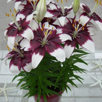 'Tiny Padhye' - Lily asiatic 'Tiny Padhye' - Lily asiatic