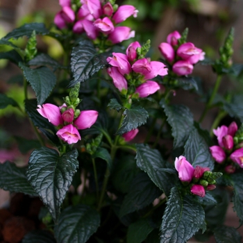 Chelone obliqua 'Tiny Tortuga' - Turtlehead