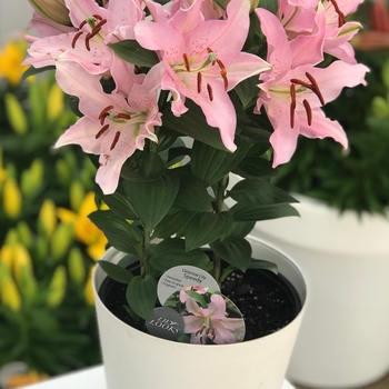 'Speedy' - Lily oriental 'Speedy' - Lily oriental