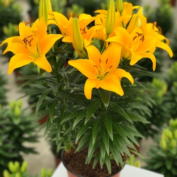 'Tiny Bee' - Lily asiatic 'Tiny Bee' - Lily asiatic