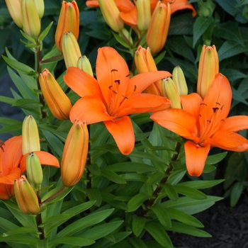 'Tiny Dino' - Lily asiatic 'Tiny Dino' - Lily asiatic