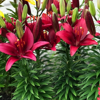 'Tiny Ghost' - Lily asiatic 'Tiny Ghost' - Lily asiatic