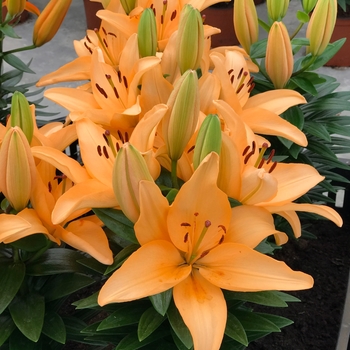 'Tiny Moon' - Lily asiatic 'Tiny Moon' - Lily asiatic