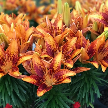 'Tiny Orange Sensation' - Lily asiatic