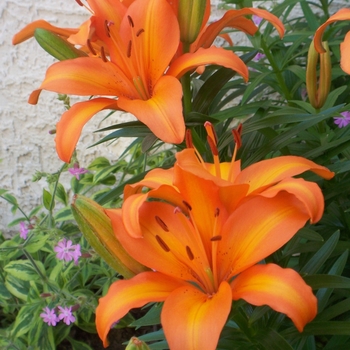 'Tiny Skyline' - Lily asiatic 'Tiny Skyline' - Lily asiatic