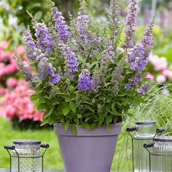 Buddleia 'High Five Purple' - Butterfly Bush