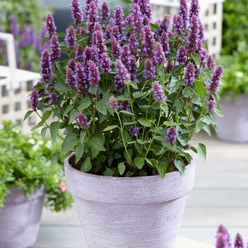 Agastache 'Beelicious Purple' - Hyssop-Anise