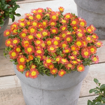 Delosperma cooperi 'Fire Wonder' - Hardy Ice Plant