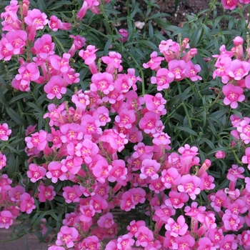 Antirrhinum 'Pretty in Pink' - Snapdragon Antirrhinum 'Pretty in Pink' - Snapdragon