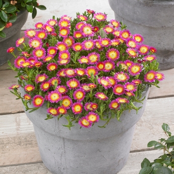 Delosperma cooperi 'Hot Pink Wonder' - Hardy Ice Plant