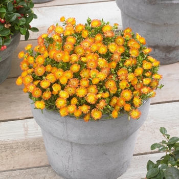 Delosperma cooperi 'Orange Wonder' - Hardy Ice Plant