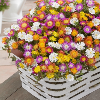 Delosperma cooperi 'Wheels of Wonder Mix' - Hardy Ice Plant