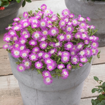 Delosperma cooperi 'Violet Wonder' - Hardy Ice Plant