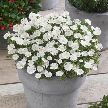 Delosperma cooperi 'White Wonder' - Hardy Ice Plant