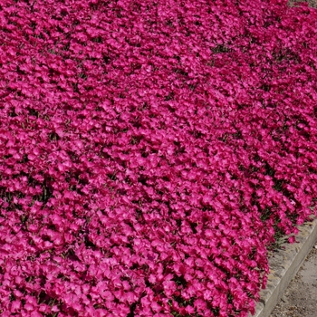 Dianthus hybrida 'Vivid Bright Light' - Pinks