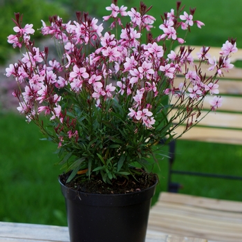 Gaura 'Baby Butterfly Dark Pink' - Gaura