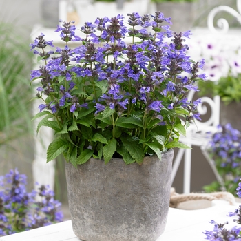 Nepeta 'Neptune' - Dwarf Catmint