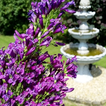 Penstemon hybrid 'Purple Perfection' - Beard Tongue