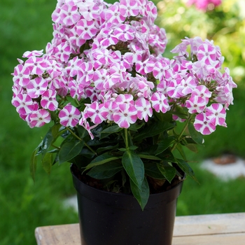 Phlox paniculata 'Bambini Candy Crush' - Garden Phlox Phlox paniculata 'Bambini Candy Crush' - Garden Phlox