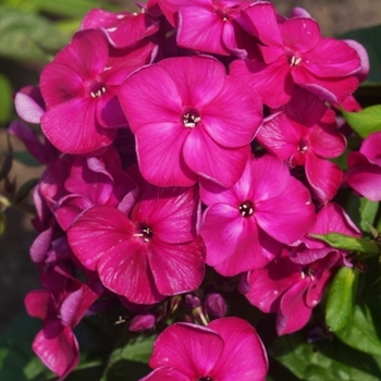 Phlox paniculata 'Bambini Desire' - Garden Phlox