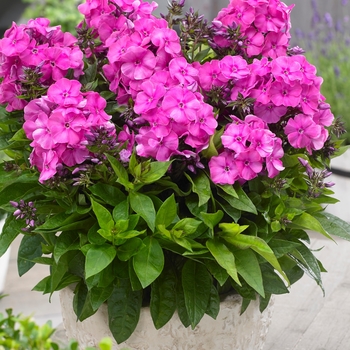 Phlox paniculata 'Primadonna' Verpri PPAF (Garden Phlox) - Bambini® Primadonna