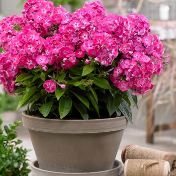 Phlox paniculata 'Bambini Sweet Tart' - Garden Phlox