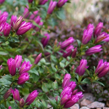 Gentiana 'Little Pinkie' - Gentian Gentiana 'Little Pinkie' - Gentian