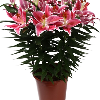 'After Eight' - Lily oriental 'After Eight' - Lily oriental
