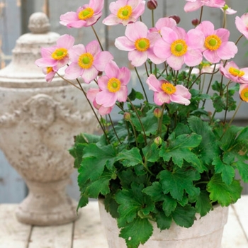 Anemone hybrida 'Pink Kiss' - Japanese Anemone